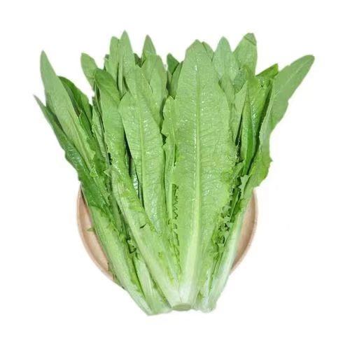【MLT】油麦菜 商品图1