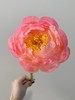 精品落日珊瑚芍药花5支 商品缩略图3
