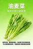 【MLT】油麦菜 商品缩略图0