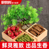 造景大师系列—唯美【新景树】 随手一放即可绽放唯美！ 商品缩略图0