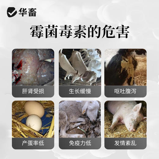 华畜强效生物脱霉剂兽用猪牛羊鸡鸭鹅饲料添加剂玉米脱霉净防拉稀 商品图2