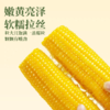 有机黄糯玉米 东北寒地黑土 有机认证 配料干净 软糯绵密 健康非转基因 商品缩略图2