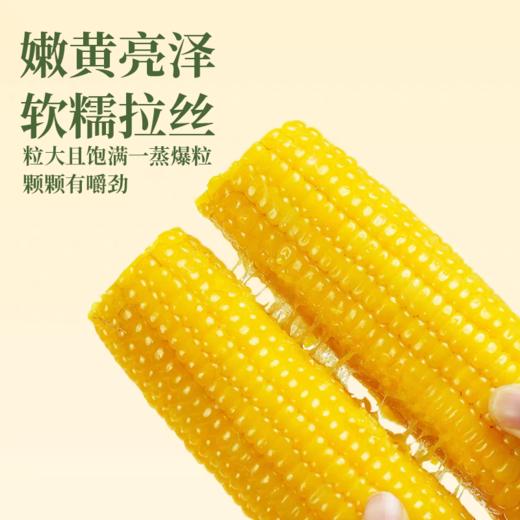 有机黄糯玉米 东北寒地黑土 有机认证 配料干净 软糯绵密 健康非转基因 商品图2
