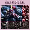 老金磨方桑葚五黑茶100g黑枸杞泡水滋补养发养生茶茶包 商品缩略图3
