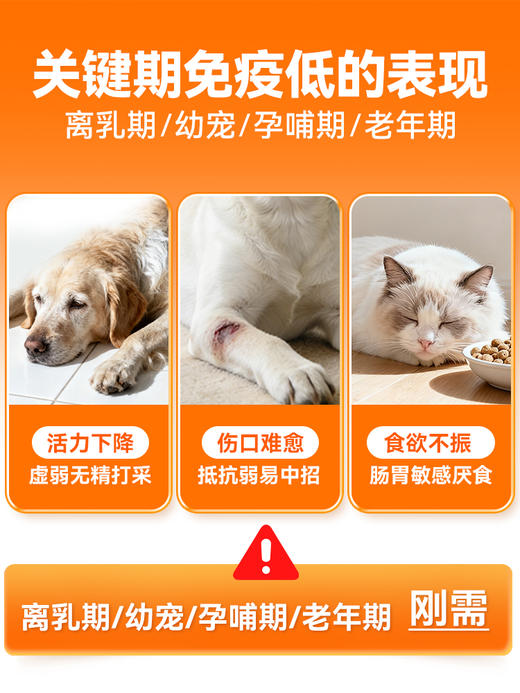 普安特犬猫高免乳铁蛋白助力免疫力抵抗力0乳糖狗狗猫咪宠物鼻支 商品图5