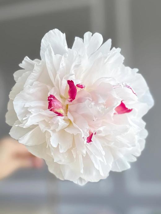 山东重瓣芍药鲜花 | 五月限定 基地现采现发 香气甜美淡雅 柔美如玉 开花率高 层层饱满 观赏性强 花色丰富 多种品类任挑选 商品图11