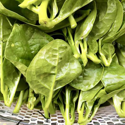 【MLT】木耳菜 商品图1