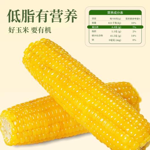 有机黄糯玉米 东北寒地黑土 有机认证 配料干净 软糯绵密 健康非转基因 商品图4