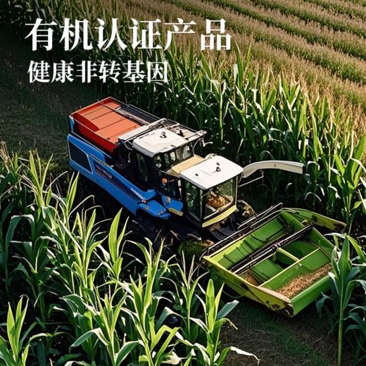 有机黄糯玉米 东北寒地黑土 有机认证 配料干净 软糯绵密 健康非转基因 商品图1