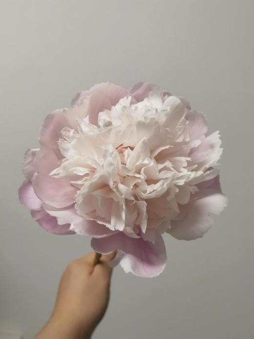 山东重瓣芍药鲜花 | 五月限定 基地现采现发 香气甜美淡雅 柔美如玉 开花率高 层层饱满 观赏性强 花色丰富 多种品类任挑选 商品图13