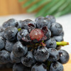 云南建水夏黑葡萄 商品缩略图2