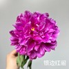 山东重瓣芍药鲜花 | 五月限定 基地现采现发 香气甜美淡雅 柔美如玉 开花率高 层层饱满 观赏性强 花色丰富 多种品类任挑选 商品缩略图12