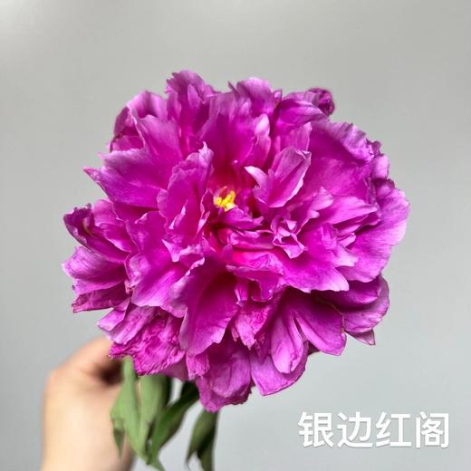 山东重瓣芍药鲜花 | 五月限定 基地现采现发 香气甜美淡雅 柔美如玉 开花率高 层层饱满 观赏性强 花色丰富 多种品类任挑选 商品图12