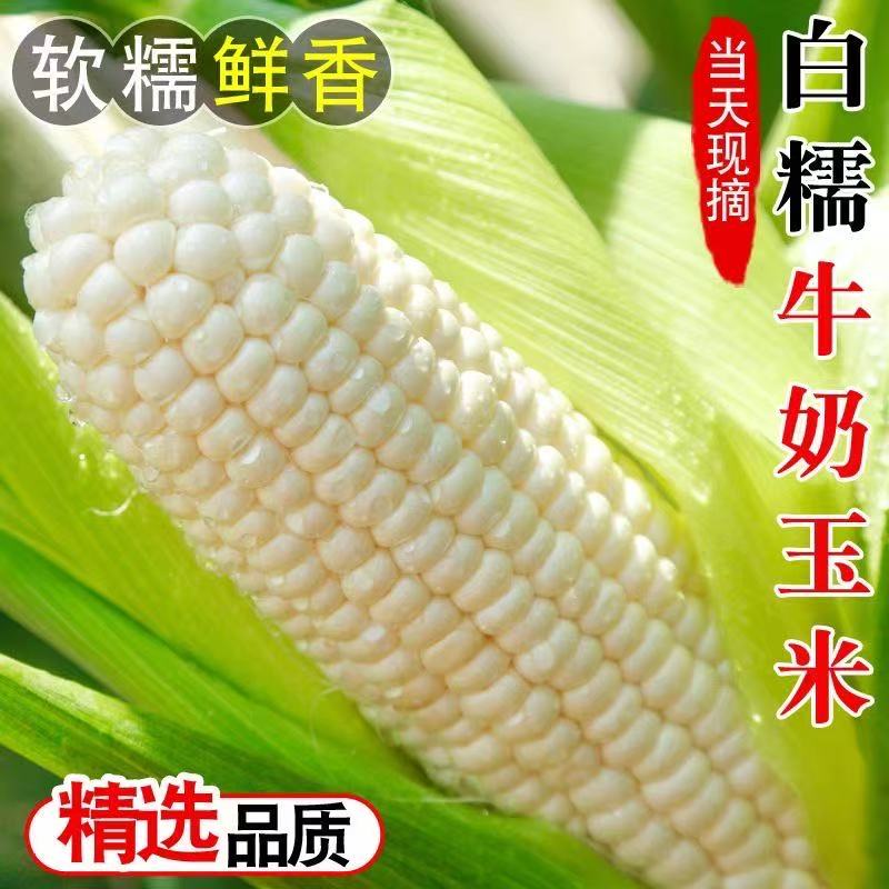 【精选品质❗️白糯牛奶玉米】产地直采锁鲜直达，奶白颗粒饱满，白糯玉米香糯玉米白甜糯玉米，嫩包谷带壳黏玉米应季糯玉米L