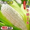 【精选品质❗️白糯牛奶玉米】产地直采锁鲜直达，奶白颗粒饱满，白糯玉米香糯玉米白甜糯玉米，嫩包谷带壳黏玉米应季糯玉米L 商品缩略图0