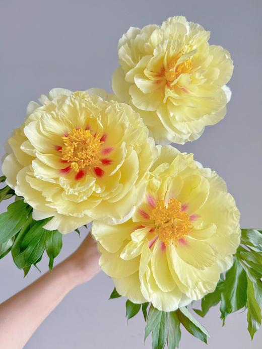 山东重瓣芍药鲜花 | 五月限定 基地现采现发 香气甜美淡雅 柔美如玉 开花率高 层层饱满 观赏性强 花色丰富 多种品类任挑选 商品图1