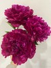 山东重瓣芍药鲜花 | 五月限定 基地现采现发 香气甜美淡雅 柔美如玉 开花率高 层层饱满 观赏性强 花色丰富 多种品类任挑选 商品缩略图4