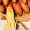 福建火焰香蕉 商品缩略图5