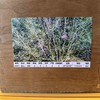 懂茶帝-万瑞春锦屏2024年古树单株250g（A061) 商品缩略图2