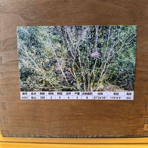 懂茶帝-万瑞春锦屏2024年古树单株250g（A061) 商品图2