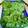 【MLT】木耳菜 商品缩略图0