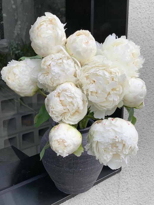 山东重瓣芍药鲜花 | 五月限定 基地现采现发 香气甜美淡雅 柔美如玉 开花率高 层层饱满 观赏性强 花色丰富 多种品类任挑选 商品图9