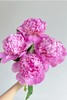 山东重瓣芍药鲜花 | 五月限定 基地现采现发 香气甜美淡雅 柔美如玉 开花率高 层层饱满 观赏性强 花色丰富 多种品类任挑选 商品缩略图7