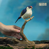 铜师傅《铜师傅百鸟集》之针尾娇鹟 客厅桌面铜摆件 家居工艺品 商品缩略图4
