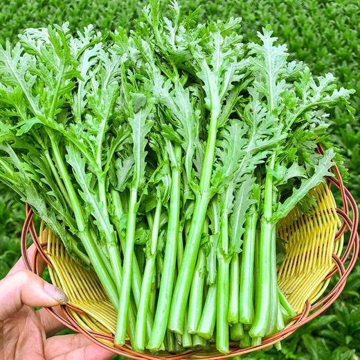 【YC】新鲜茼蒿 商品图0