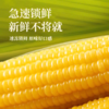 有机黄糯玉米 东北寒地黑土 有机认证 配料干净 软糯绵密 健康非转基因 商品缩略图3
