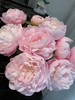 山东重瓣芍药鲜花 | 五月限定 基地现采现发 香气甜美淡雅 柔美如玉 开花率高 层层饱满 观赏性强 花色丰富 多种品类任挑选 商品缩略图10
