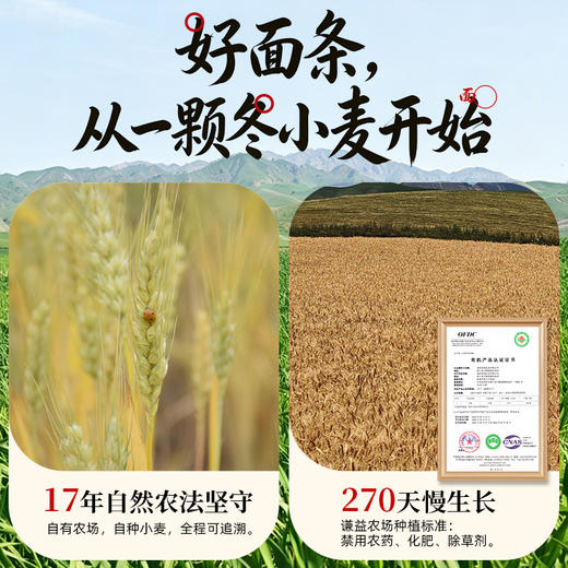谦益香畴原麦胚芽面条 宽/细2种 自种生态冬小麦 低温石磨灰面 近全麦 自然麦香 原汁原味 商品图3