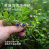 “下单赠果粉勺1个”几分之几 北欧越橘蓝莓粉/蔓越莓粉 保留果肉颗粒 保量更多营养 北欧瑞典芬兰森林采摘原料进口 新式果实萃取粉 70g/盒 商品缩略图1