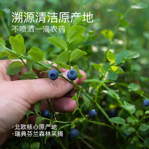 “下单赠果粉勺1个”几分之几 北欧越橘蓝莓粉/蔓越莓粉 保留果肉颗粒 保量更多营养 北欧瑞典芬兰森林采摘原料进口 新式果实萃取粉 70g/盒 商品图1