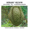 【金枕榴莲鲜果】市舶士 泰国进口金枕榴莲树熟鲜果 商品缩略图2