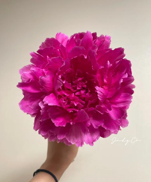 山东重瓣芍药鲜花 | 五月限定 基地现采现发 香气甜美淡雅 柔美如玉 开花率高 层层饱满 观赏性强 花色丰富 多种品类任挑选 商品图6