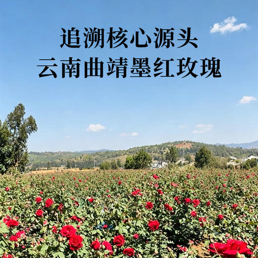 笙观墨红玫瑰 云南曲靖重瓣红玫瑰 鲜季采摘 冻干花冠 富含花青素 无熏硫染色 商品图1