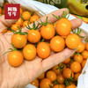 2026 黄珍珠小番茄 当季鲜果 现摘现发 商品缩略图2