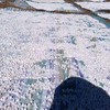云南楚雄双柏县道地茯苓 1kg (中心丁)原产地农户直供， 保证无硫日晒，非熏硫烘干！(仅农户自留70公斤)再找这种品质需等一年。 商品缩略图5