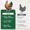 【私域专享】广东清远鸡 山地散养 杂粮喂养 权威检测 人工宰杀 鸡味十足 商品缩略图2