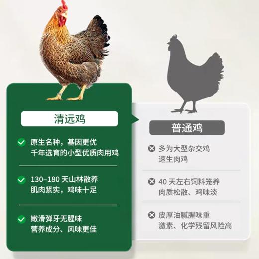 【私域专享】广东清远鸡 山地散养 杂粮喂养 权威检测 人工宰杀 鸡味十足 商品图2