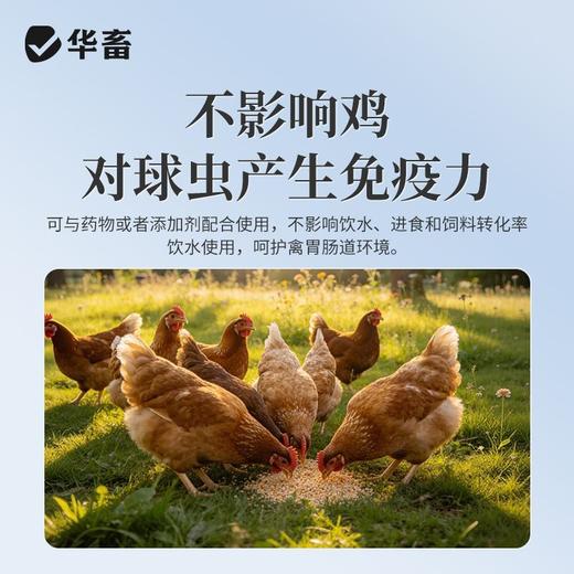 华畜兽药托曲珠利溶液球虫清兽用鸡鸭鹅家禽专用抗球虫药肠炎血便 商品图2