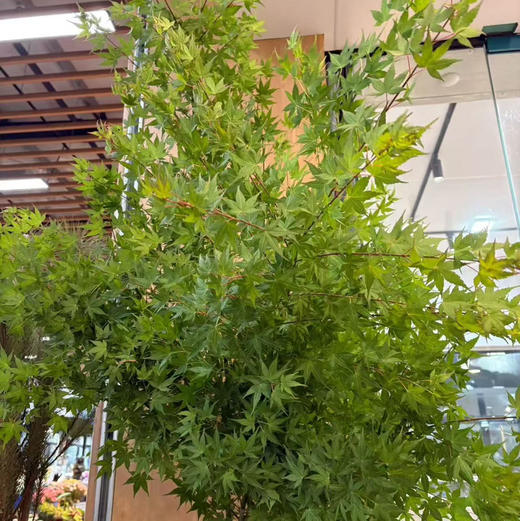 当季精品枫叶1扎 商品图6