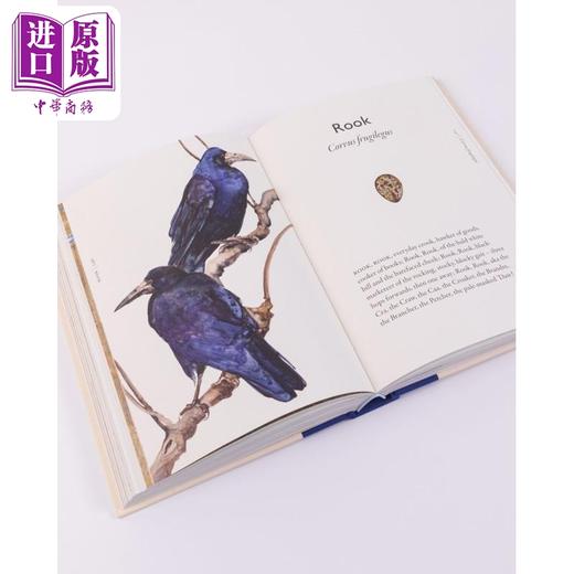 预售 【中商原版】鸟之书 奇妙与失落的野外指南 The Book of Birds A Field Guide to Wonder and Loss 英文原版  Robert Macfarlane  商品图3