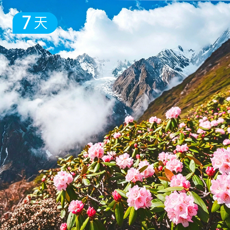 梅里北坡杜鹃花季徒步节  山野杜鹃&雪山冰川 38公里轻装徒步 7日