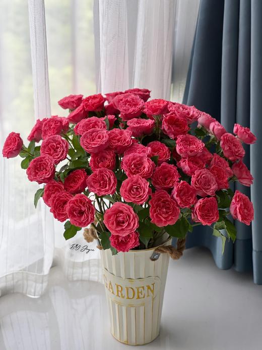 【莓莓软糖多头玫瑰.第二件减10元】5支/份  长约60cm 商品图4