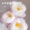 山东重瓣芍药鲜花 | 五月限定 基地现采现发 香气甜美淡雅 柔美如玉 开花率高 层层饱满 观赏性强 花色丰富 多种品类任挑选 商品缩略图0