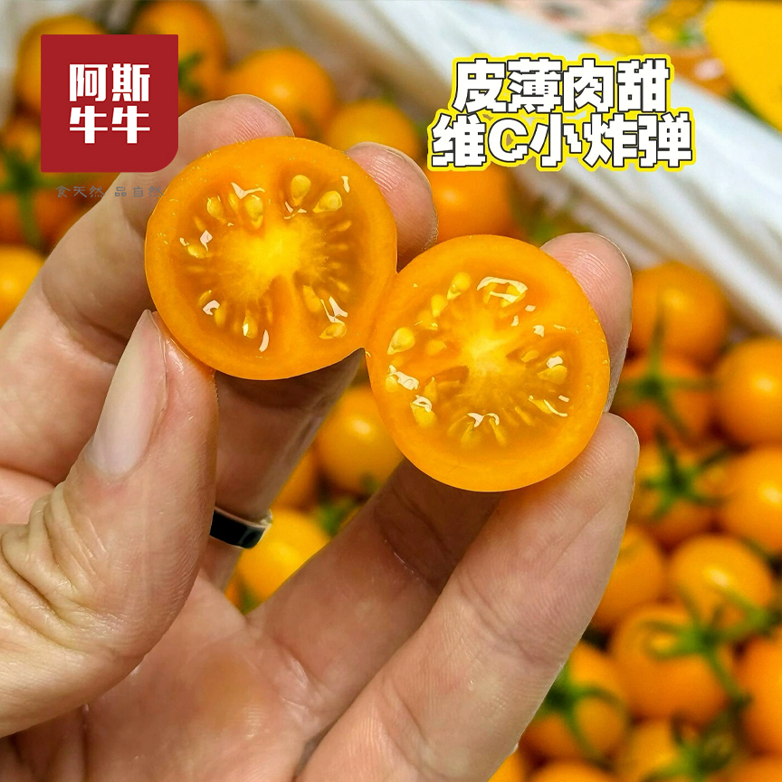 2026 黄珍珠小番茄 当季鲜果 现摘现发