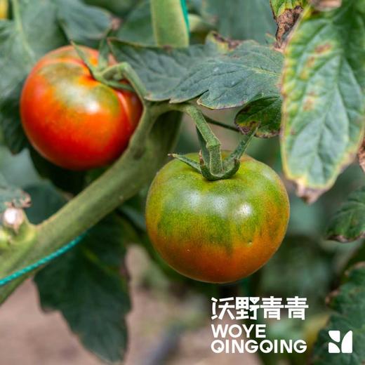 有机鲜榨番茄纯汁|一瓶约有3.5颗有机番茄，味道浓郁|沃野青青基地直发 商品图5
