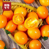 2026 黄珍珠小番茄 当季鲜果 现摘现发 商品缩略图1